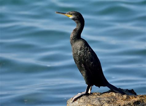 歐洲蜈蚣|European shag